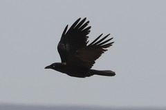 Corvus bennetti