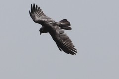 Corvus bennetti