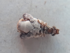 Penthobruchus germaini