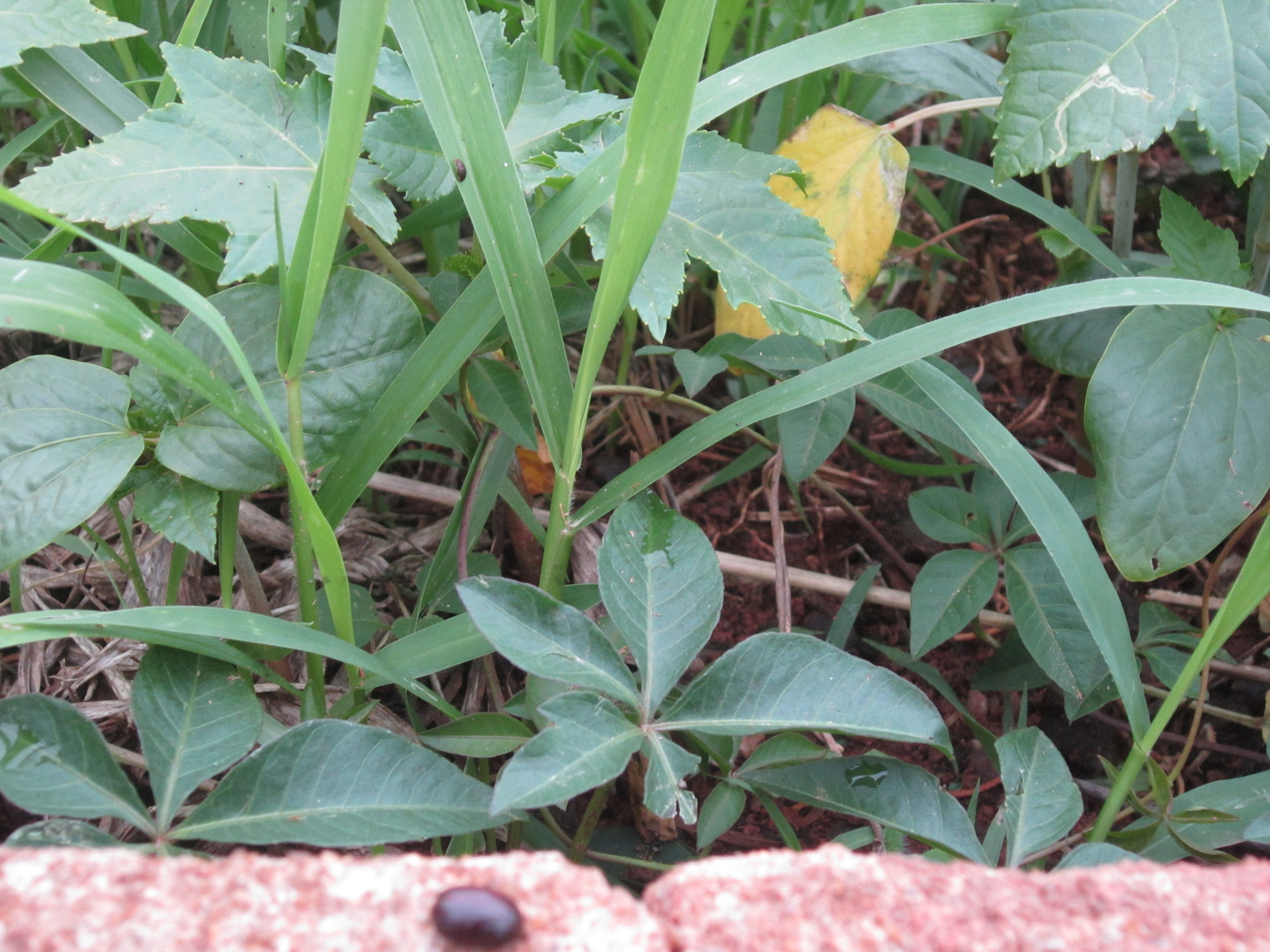 Ricinus communis