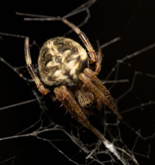 Neoscona menghaiensis