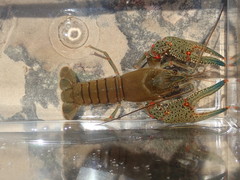 Faxonius cyanodigitus