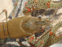 Faxonius cyanodigitus