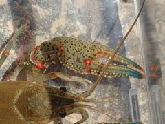 Faxonius cyanodigitus