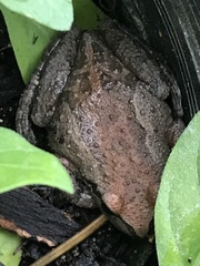 Pseudacris sierra