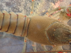 Faxonius cyanodigitus