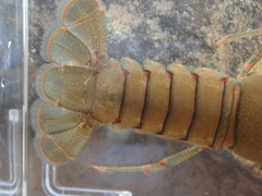 Faxonius cyanodigitus