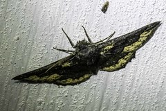 Melanodes anthracitaria