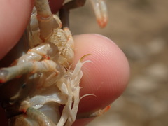 Faxonius cyanodigitus