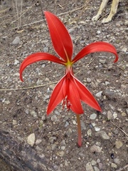 Sprekelia formosissima