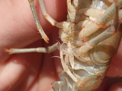 Faxonius cyanodigitus