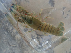 Faxonius cyanodigitus