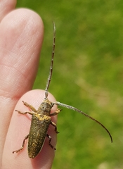 Rhytiphora decipiens