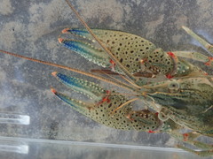 Faxonius cyanodigitus