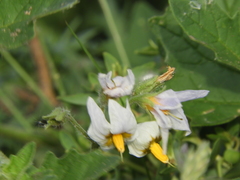 Solanum tweedianum