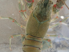 Faxonius cyanodigitus