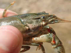 Faxonius cyanodigitus