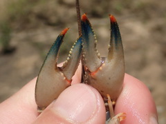 Faxonius cyanodigitus