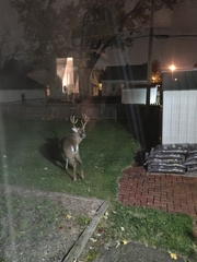Odocoileus virginianus