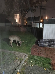 Odocoileus virginianus