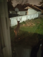 Odocoileus virginianus