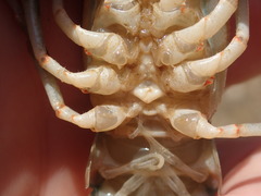 Faxonius cyanodigitus