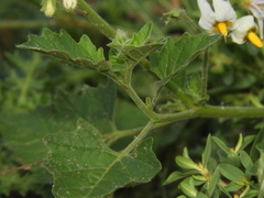 Solanum tweedianum