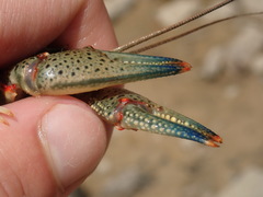 Faxonius cyanodigitus