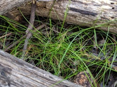 Poa tenera
