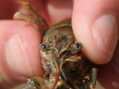 Faxonius cyanodigitus