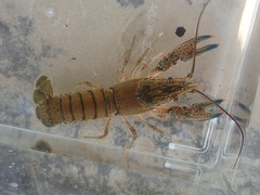 Faxonius cyanodigitus