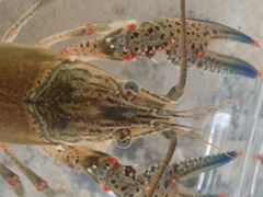 Faxonius cyanodigitus