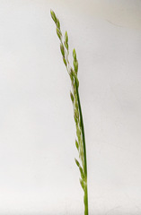 Poa tenera