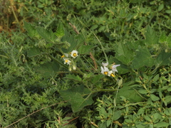 Solanum tweedianum