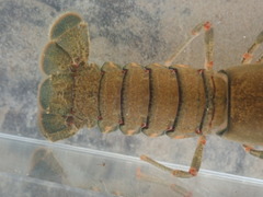 Faxonius cyanodigitus