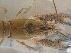 Faxonius cyanodigitus