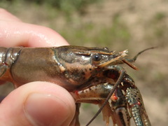 Faxonius cyanodigitus