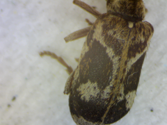 Ptinomorphus imperialis