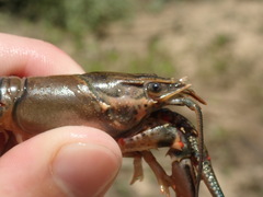 Faxonius cyanodigitus