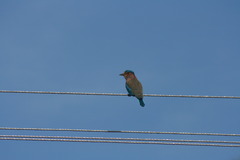 Coracias benghalensis