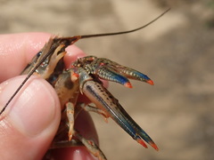 Faxonius cyanodigitus