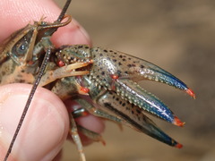 Faxonius cyanodigitus