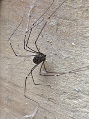 Smeringopus pallidus