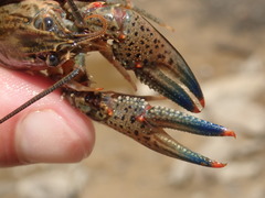 Faxonius cyanodigitus