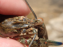 Faxonius cyanodigitus