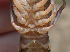 Faxonius cyanodigitus