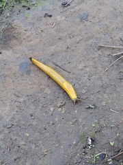 Ariolimax brachyphallus