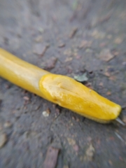 Ariolimax brachyphallus