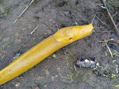 Ariolimax brachyphallus