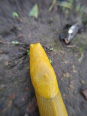 Ariolimax brachyphallus